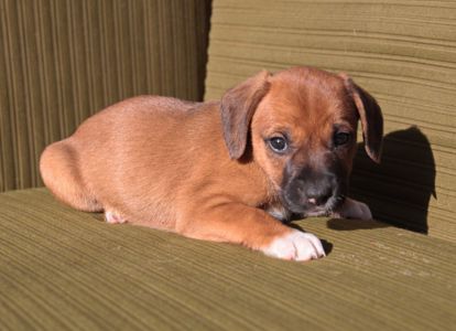 Миле щастя на чотирьох лапках