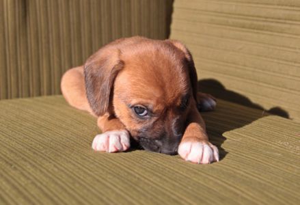 Миле щастя на чотирьох лапках