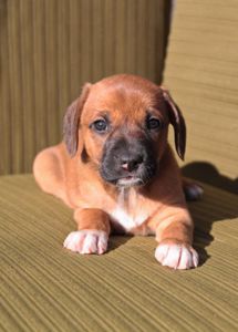 Миле щастя на чотирьох лапках