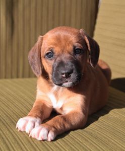 Миле щастя на чотирьох лапках