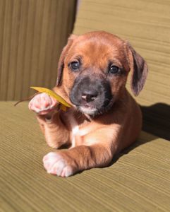 Миле щастя на чотирьох лапках