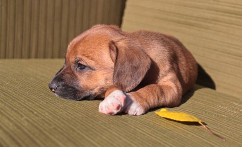 Миле щастя на чотирьох лапках