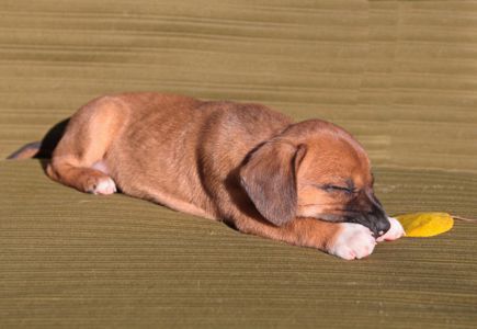 Миле щастя на чотирьох лапках