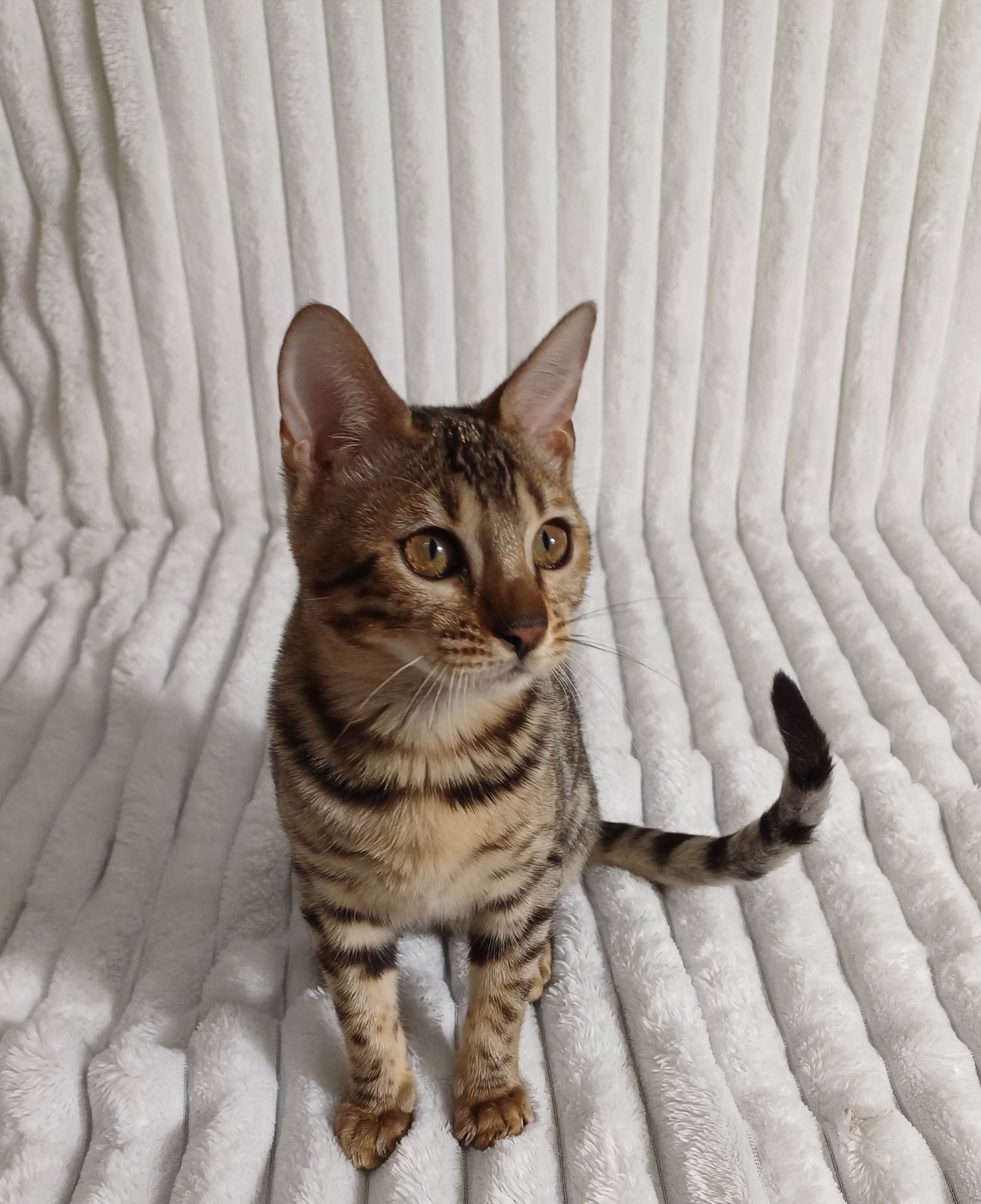 Клубні бенгальські кошенята