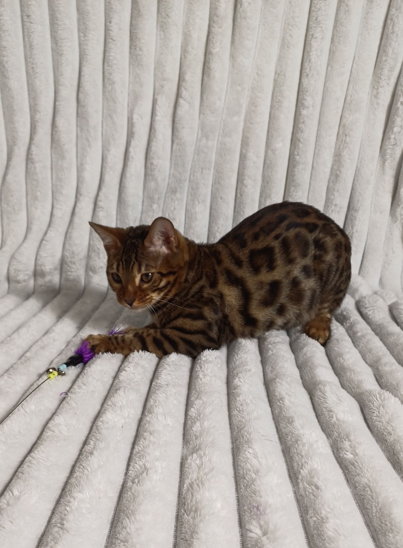 Клубні бенгальські кошенята