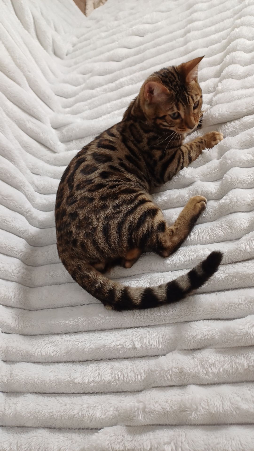 Клубні бенгальські кошенята