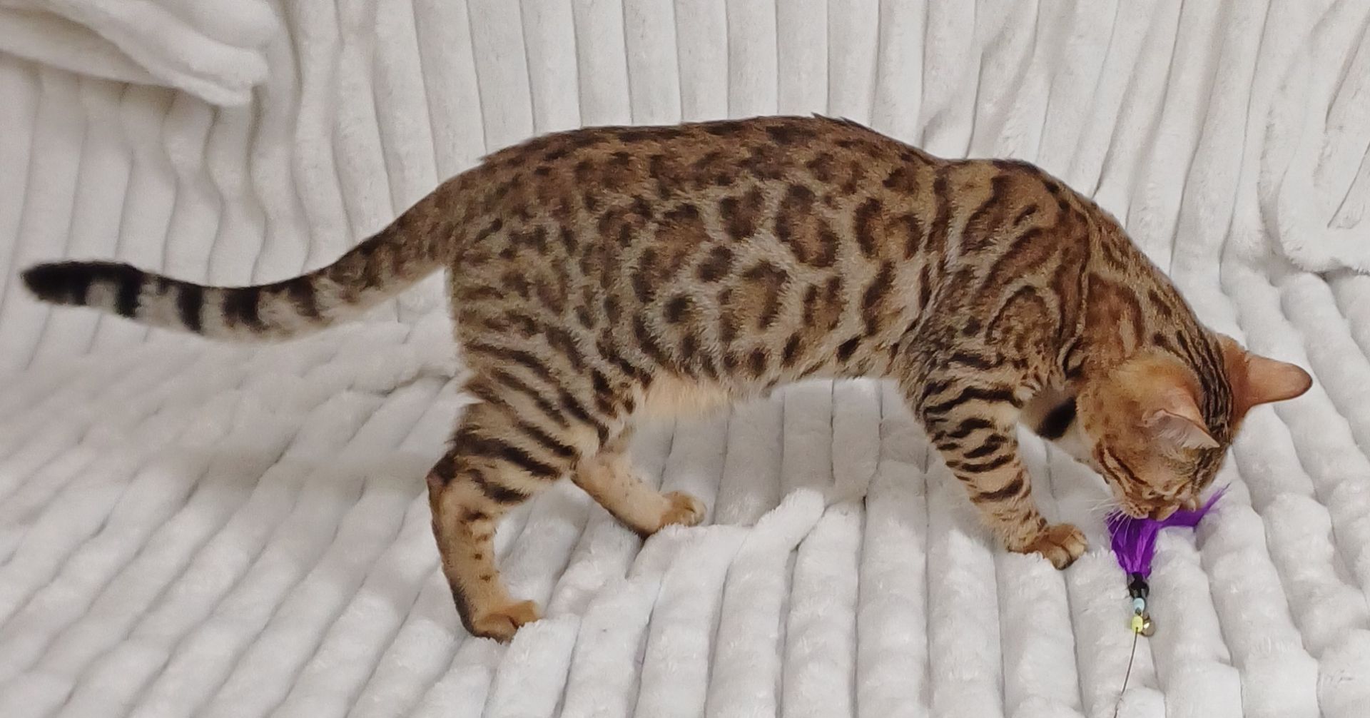 Клубні бенгальські кошенята