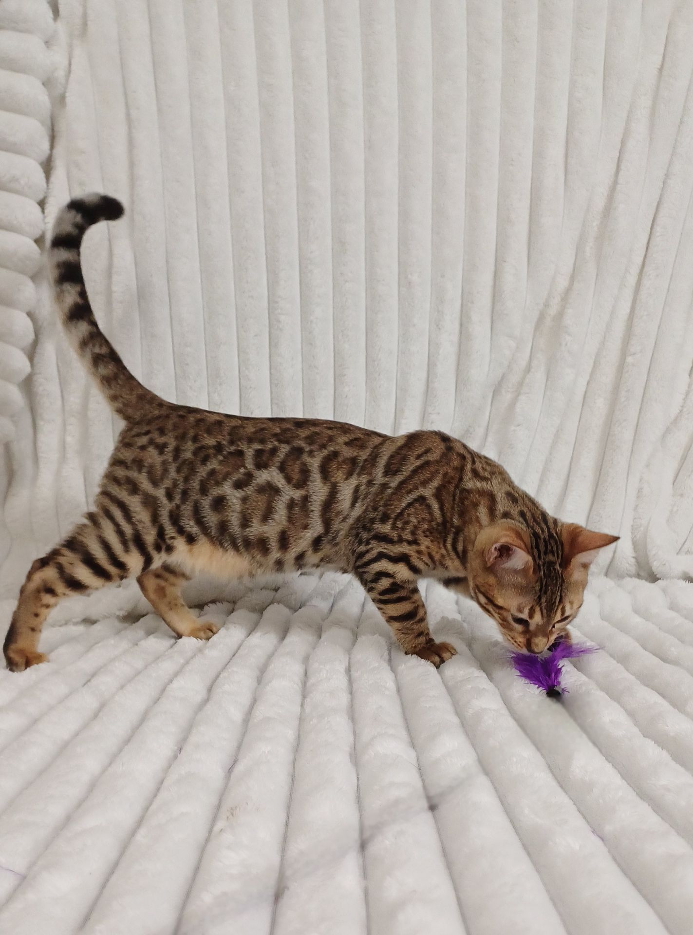 Клубні бенгальські кошенята