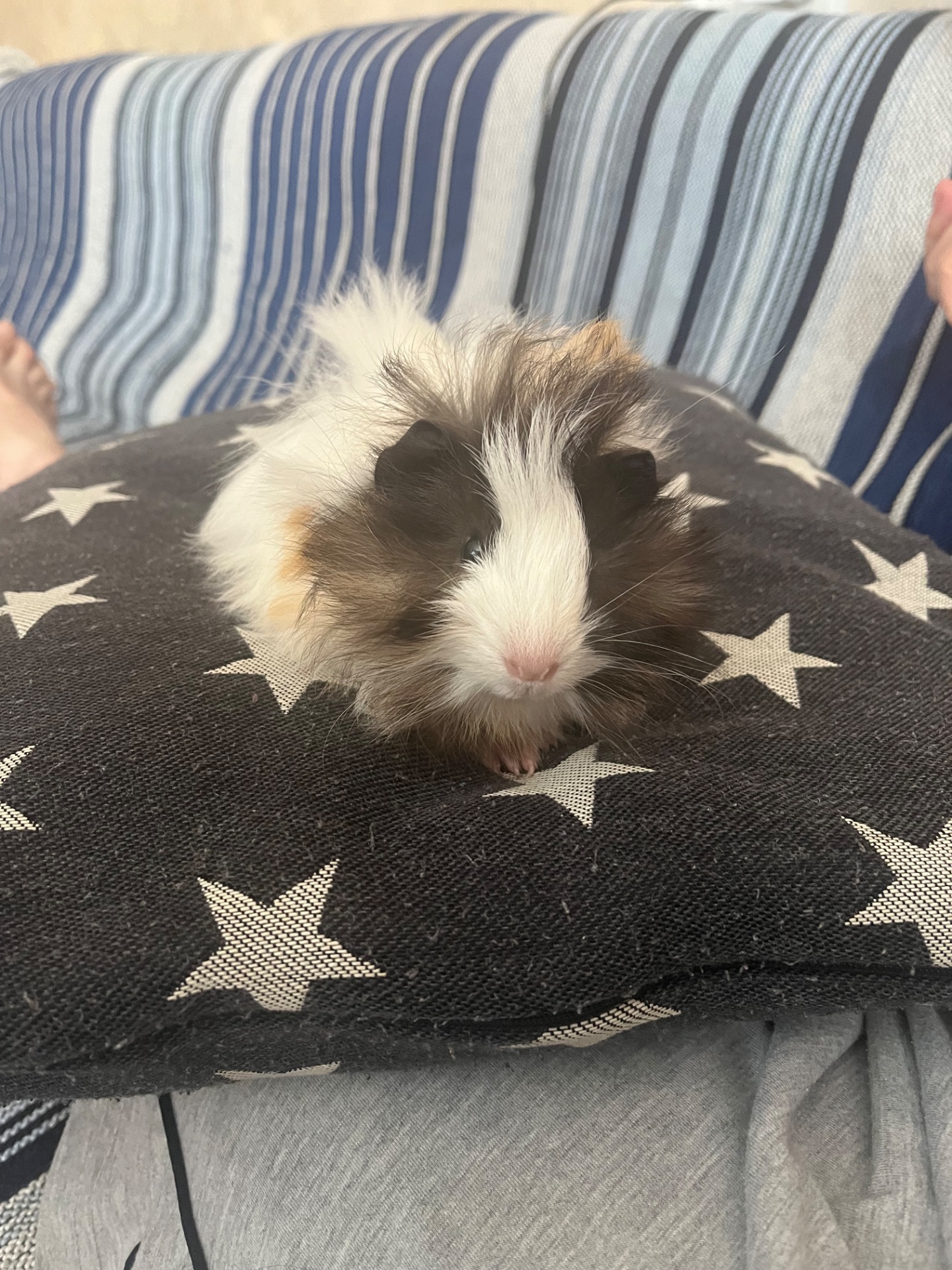 Морская свинка