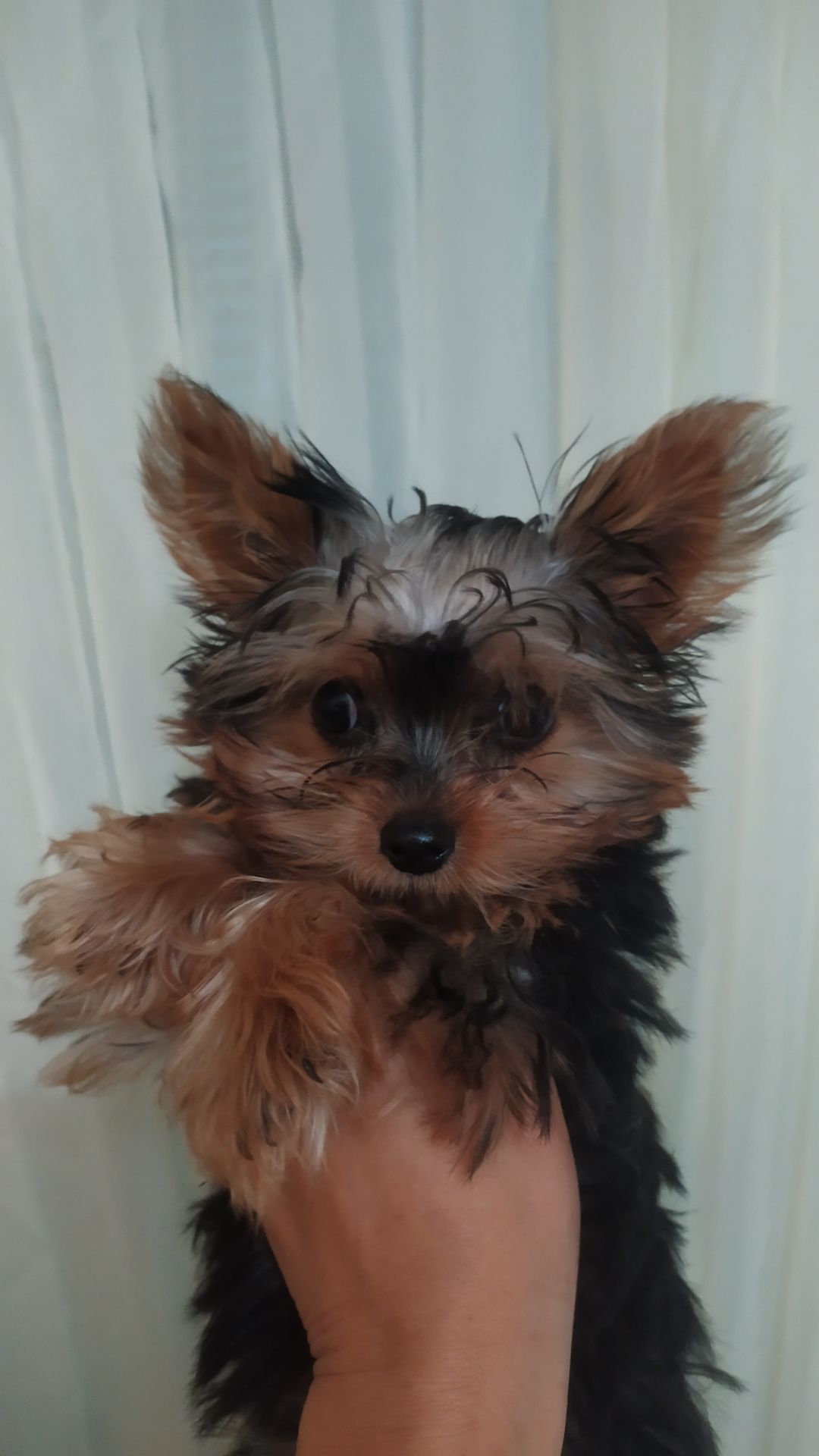 Девочка йорк беби фейс