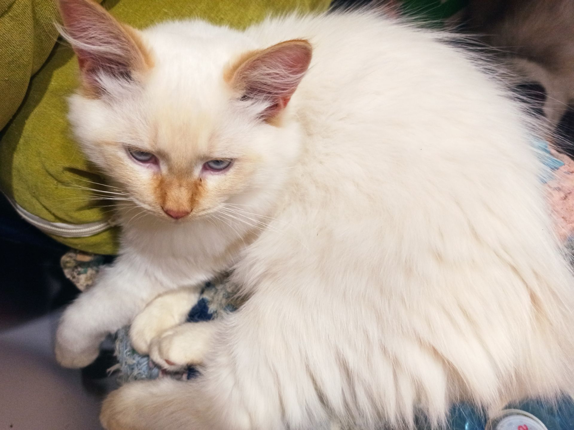 Кошеня невське маскарадне