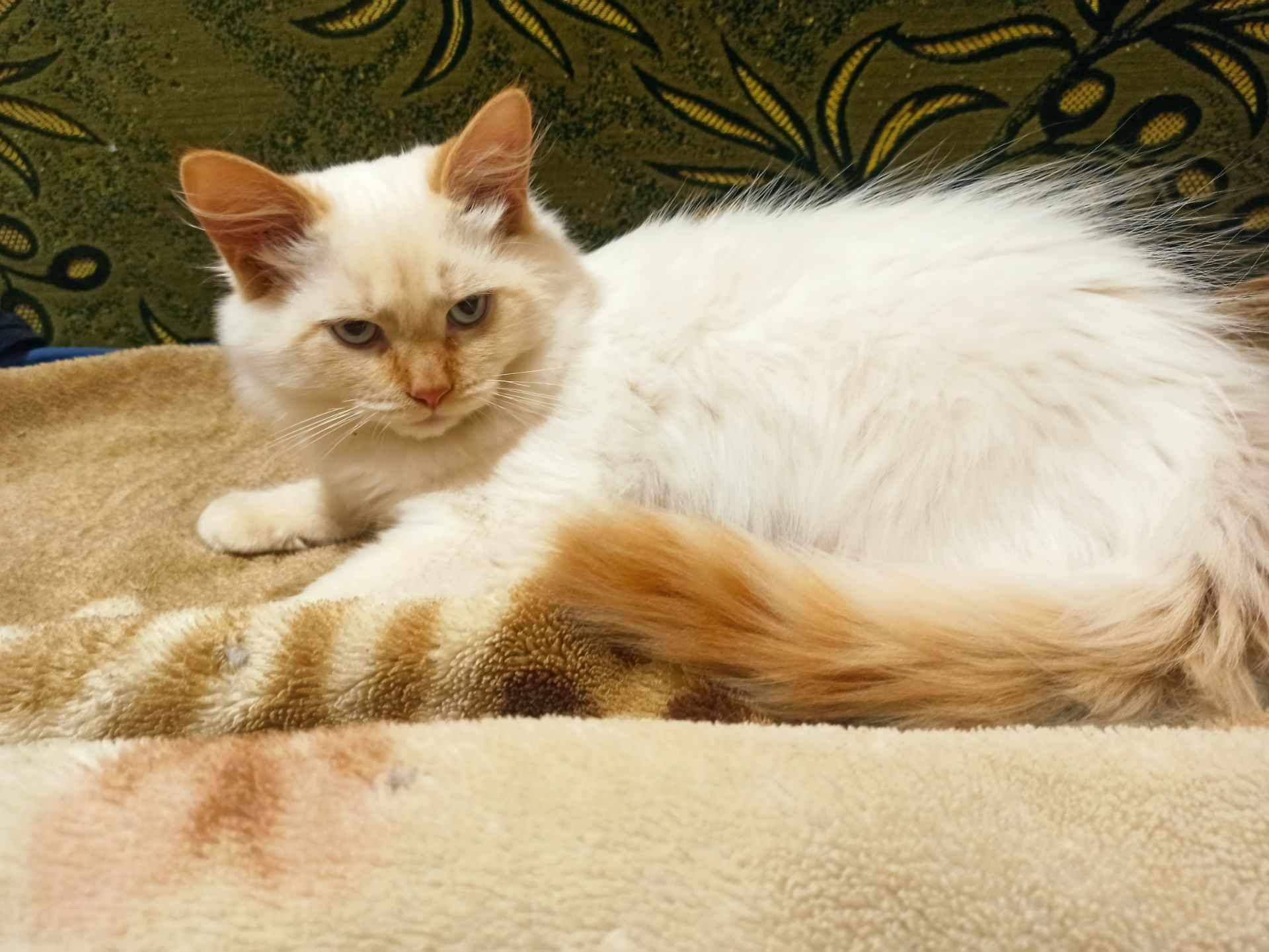 Кошеня невське маскарадне