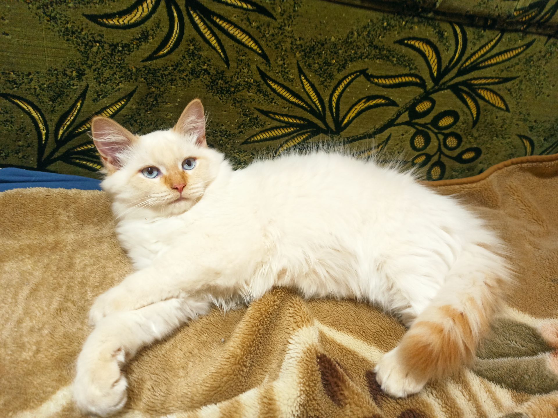 Кошеня невське маскарадне