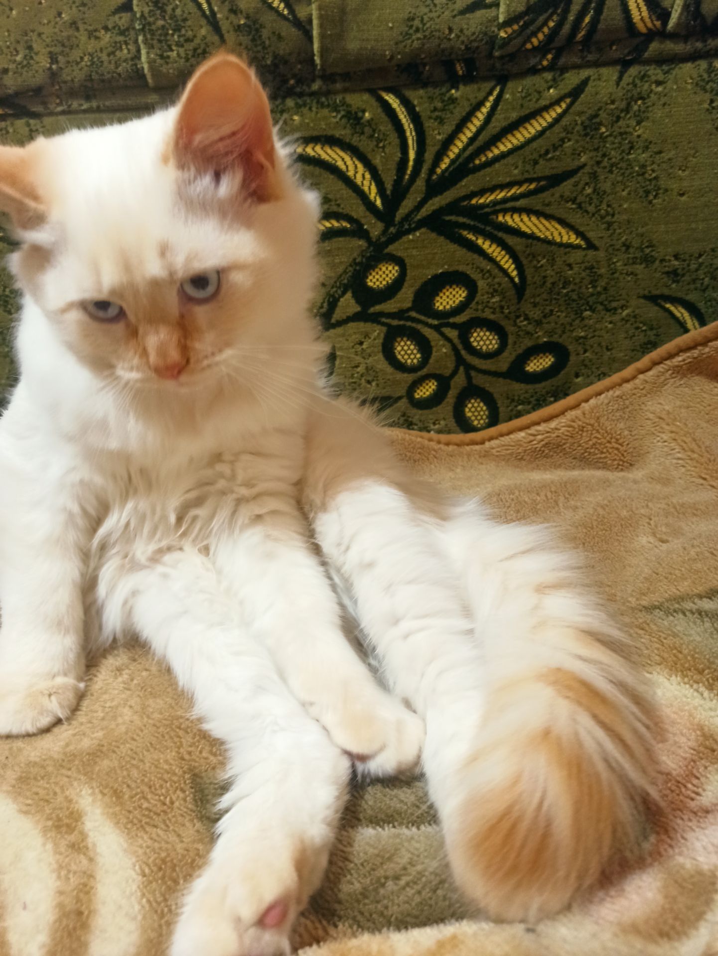 Кошеня невське маскарадне