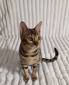 Клубні бенгальські кошенята