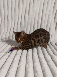 Клубні бенгальські кошенята