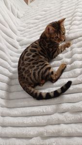 Клубні бенгальські кошенята