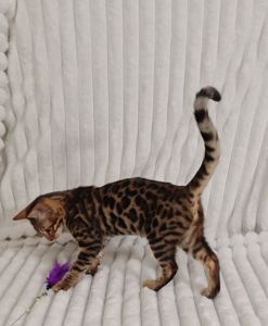 Клубні бенгальські кошенята