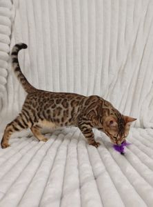 Клубні бенгальські кошенята