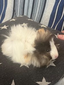 Морская свинка