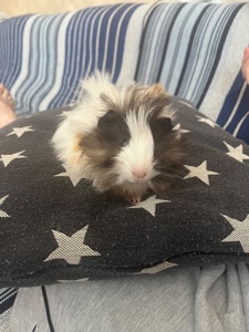 Морская свинка