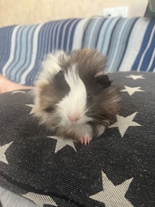 Морская свинка