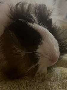 Морская свинка