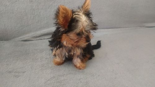 Девочка йорк беби фейс