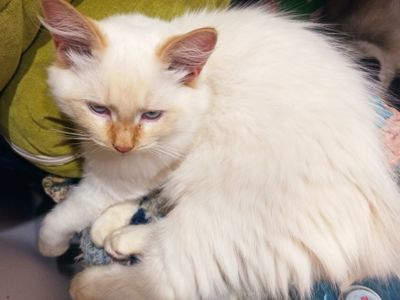 Кошеня невське маскарадне