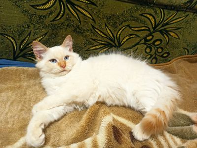 Кошеня невське маскарадне