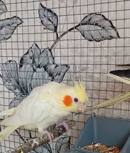 Корела Дніпро-Кам'янське