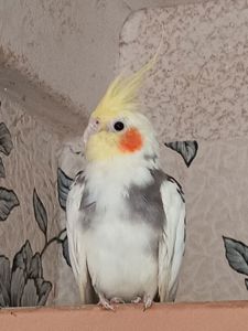 Корела Дніпро-Кам'янське