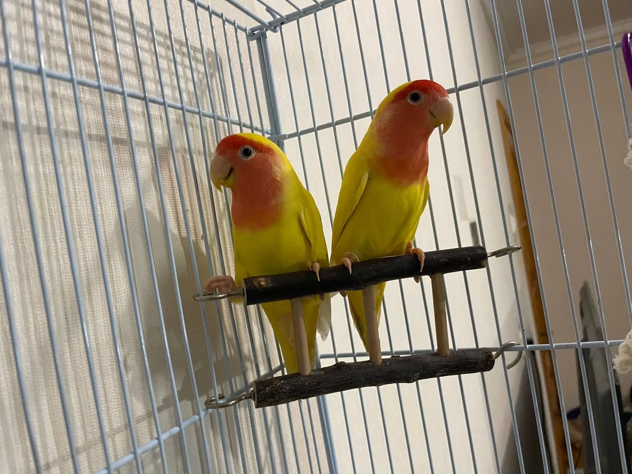 Нерозлучники