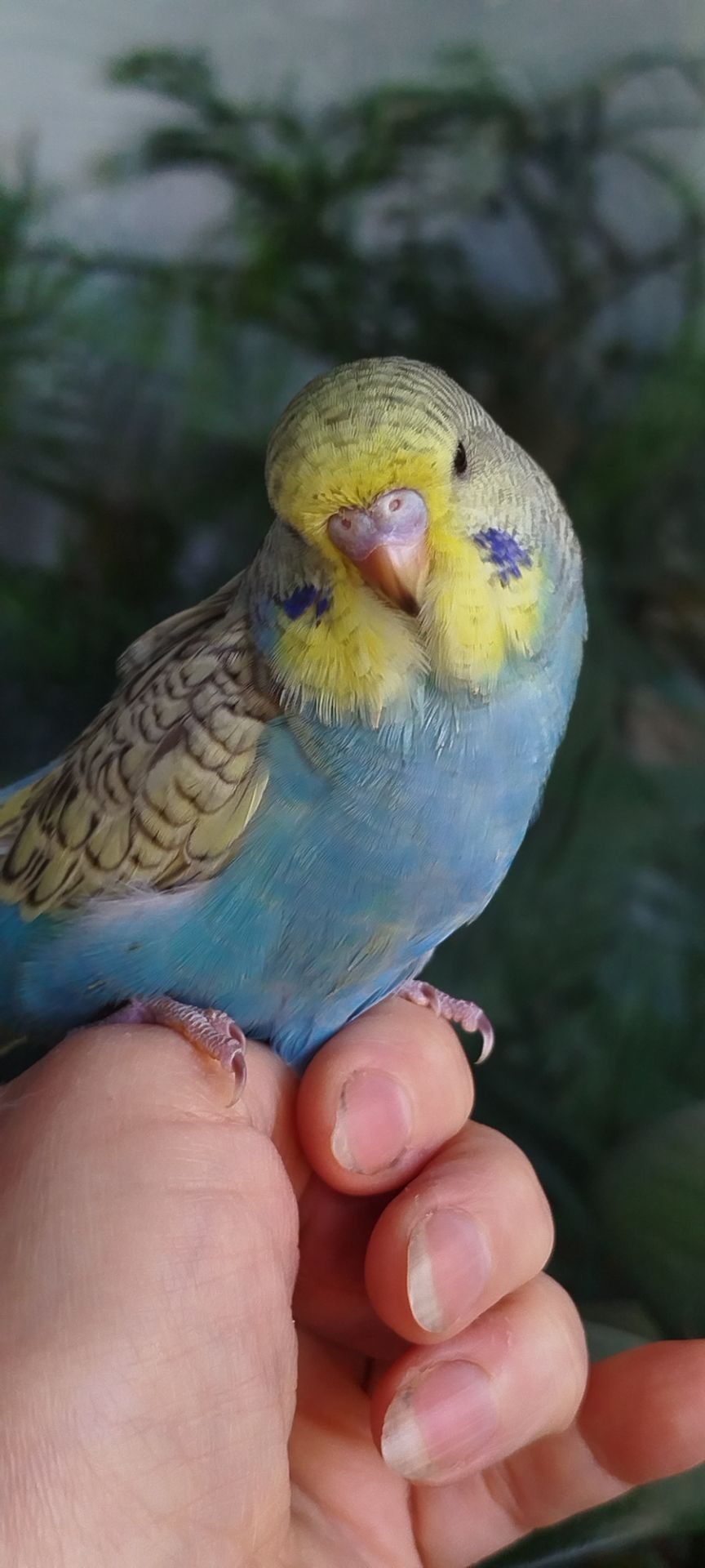 Напівчехи, малюки