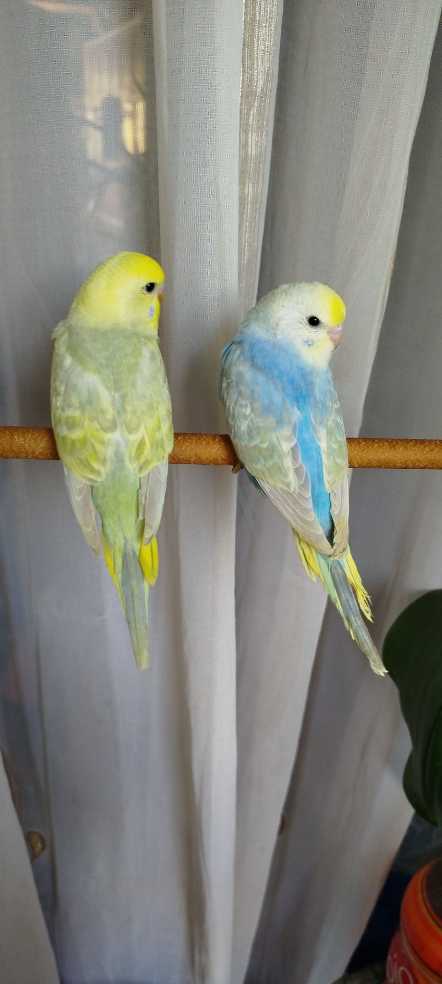 Хвилясті папуги, райдужні