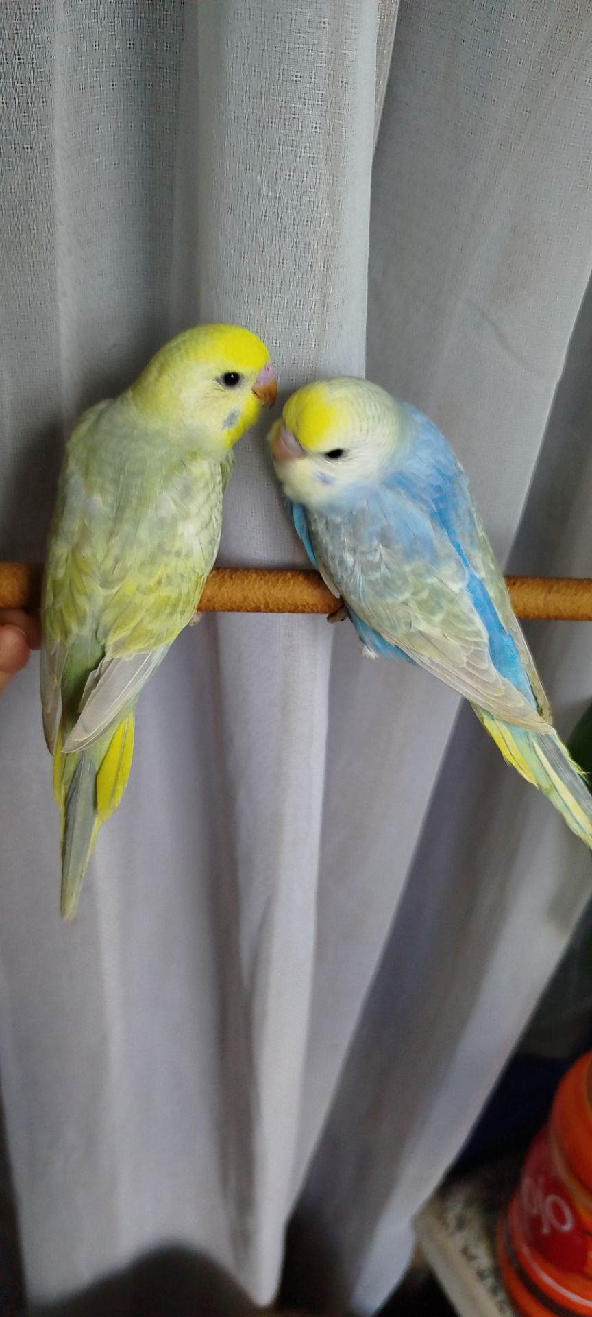 Хвилясті папуги, райдужні