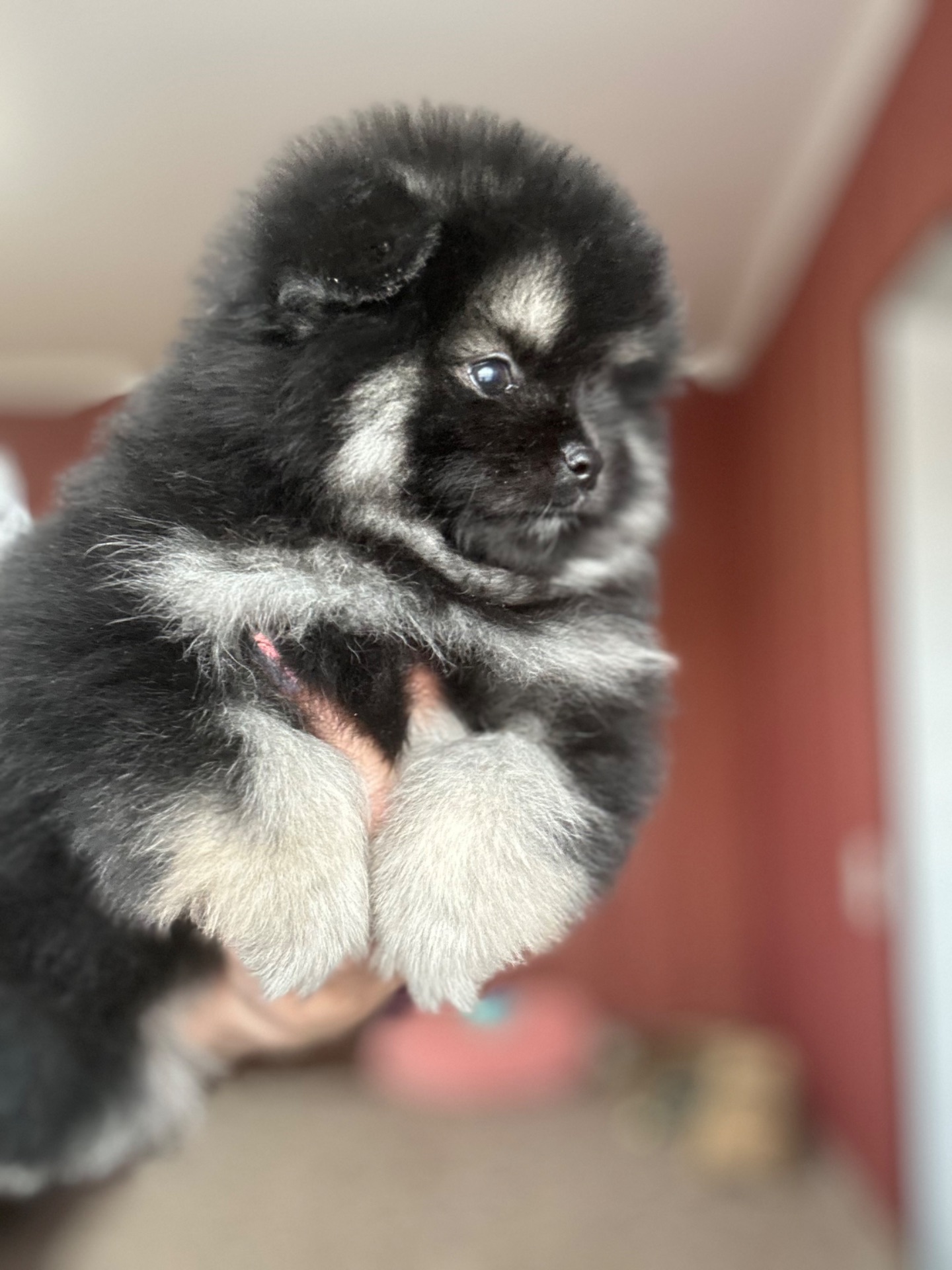 Дівчатка померанського шпіца