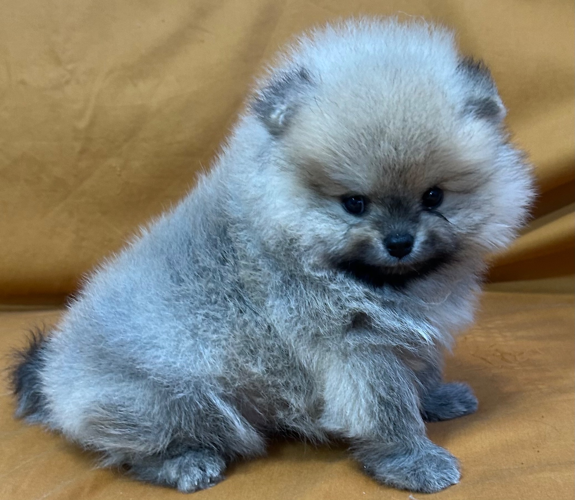 Дівчатка померанського шпіца