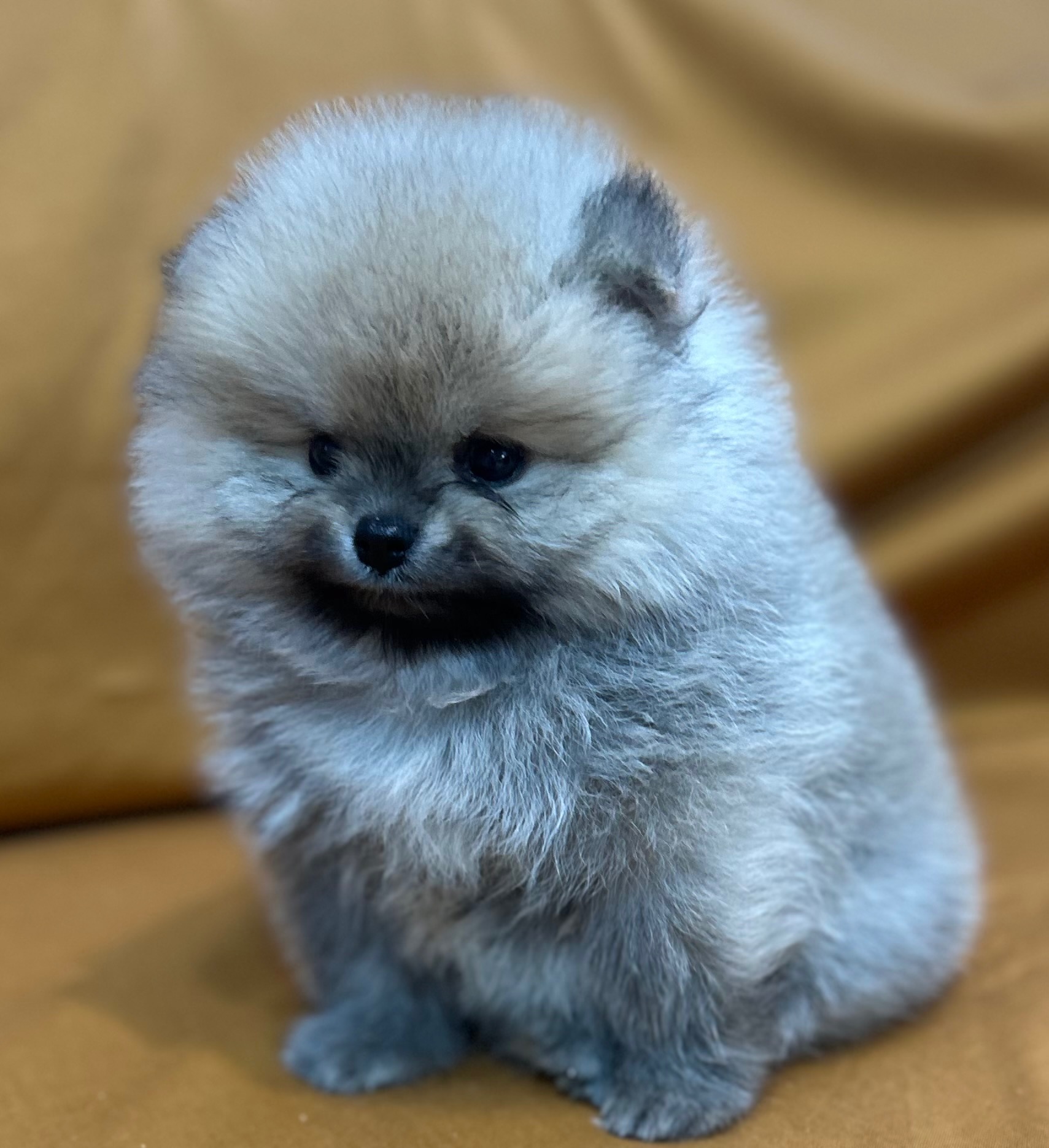 Дівчатка померанського шпіца