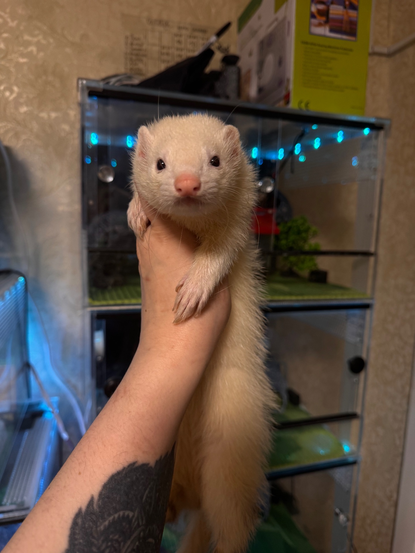 Хорек девочка