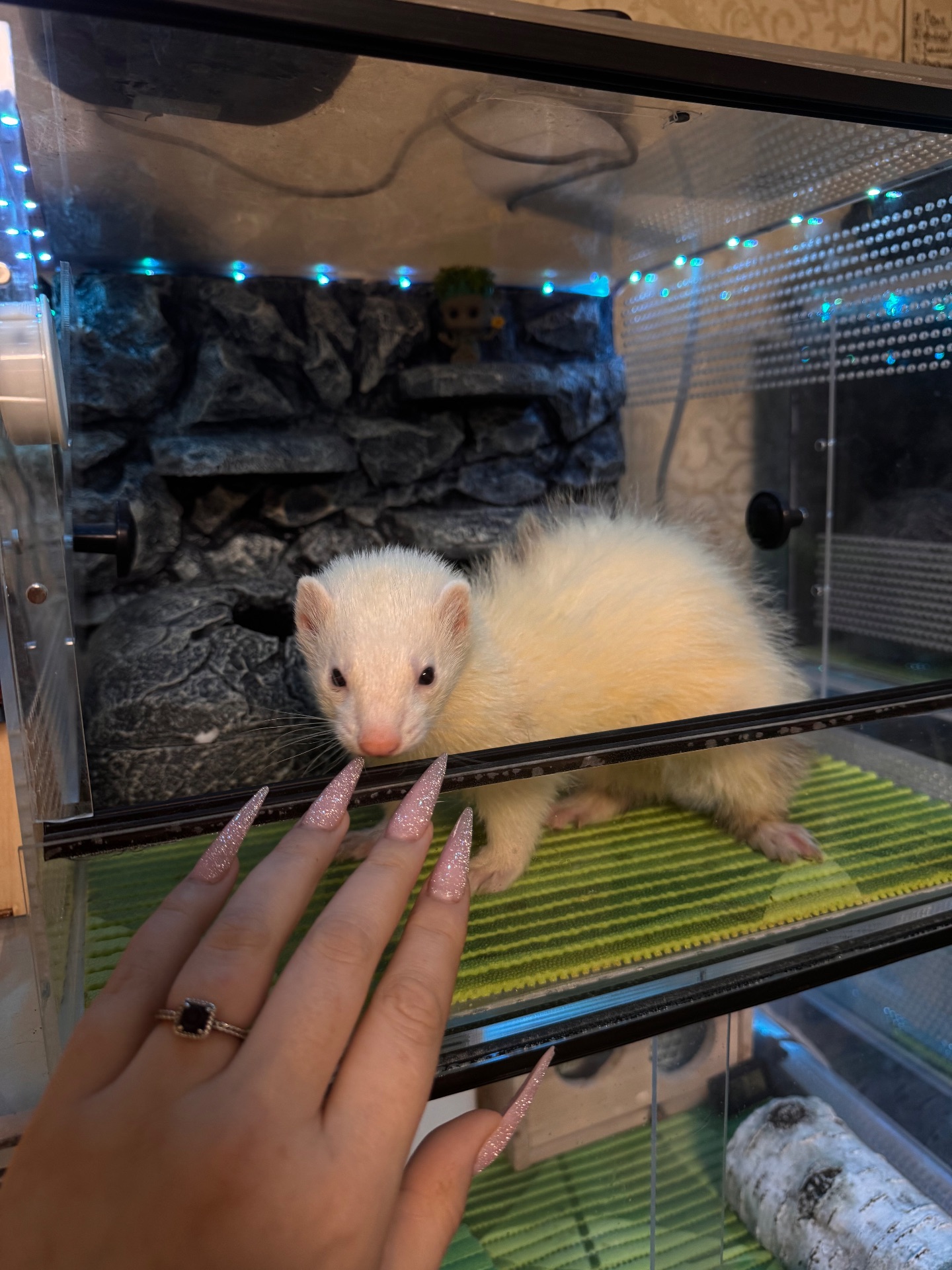 Хорек девочка