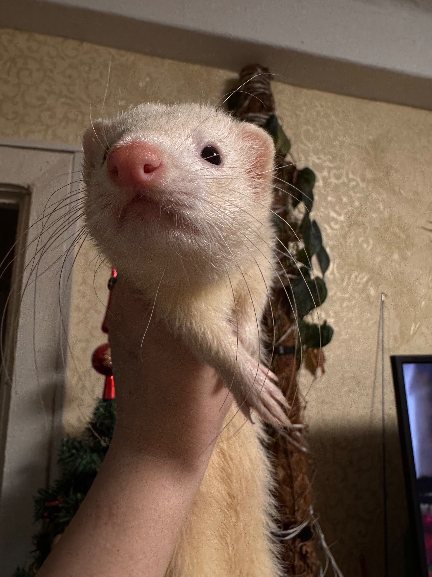 Хорек девочка