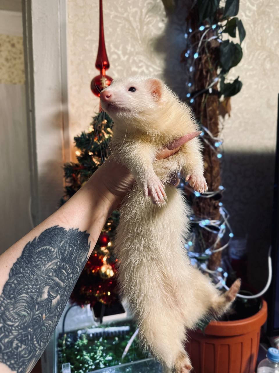 Хорек девочка