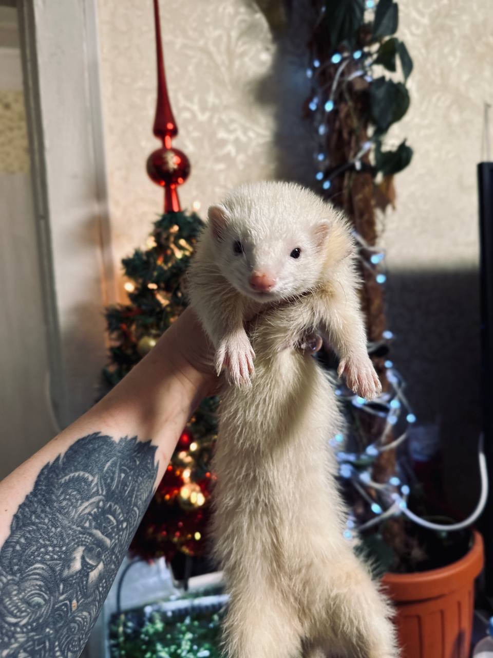 Хорек девочка