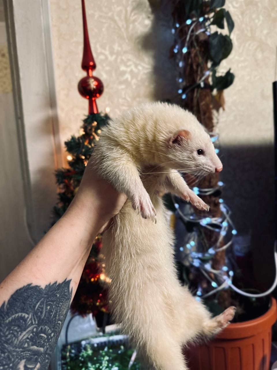 Хорек девочка