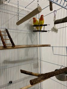 Нерозлучники