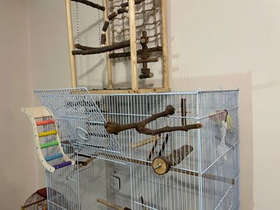 Нерозлучники