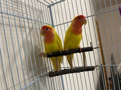 Нерозлучники