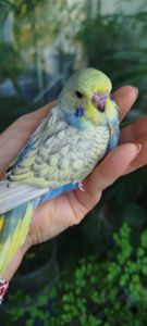 Напівчехи, малюки