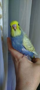 Напівчехи, малюки